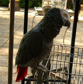 grey-parrot-290.jpg
